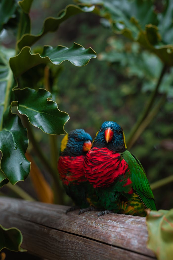 Two beautifully colored lorikeets perched amidst lush green leaves, showcasing vivid plumage.