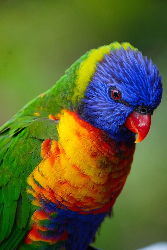 Close-up of a vibrant rainbow lorikeet showcasing its colorful plumage.
