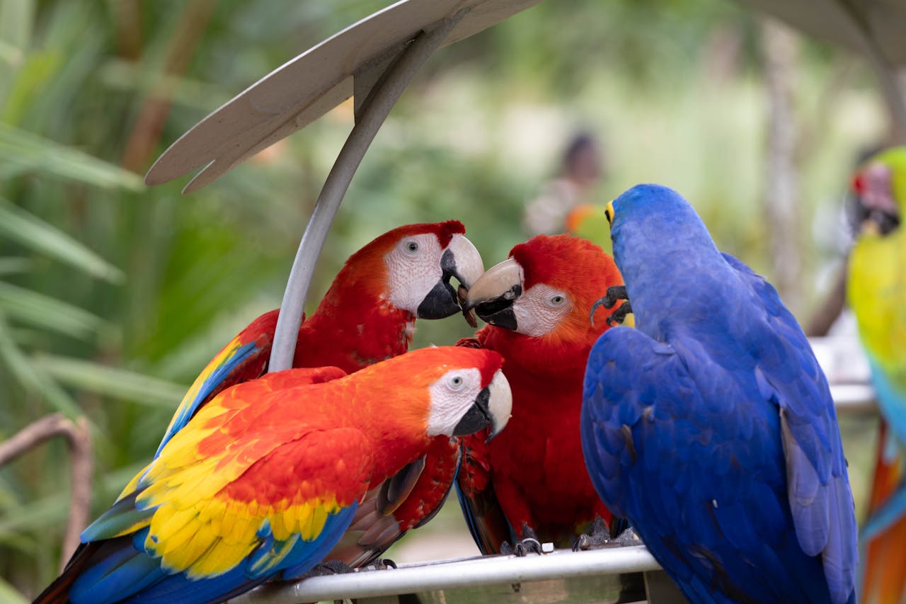 Group of colorful macaws congregating outdoors, showcasing vivid red, blue, and yellow plumage.